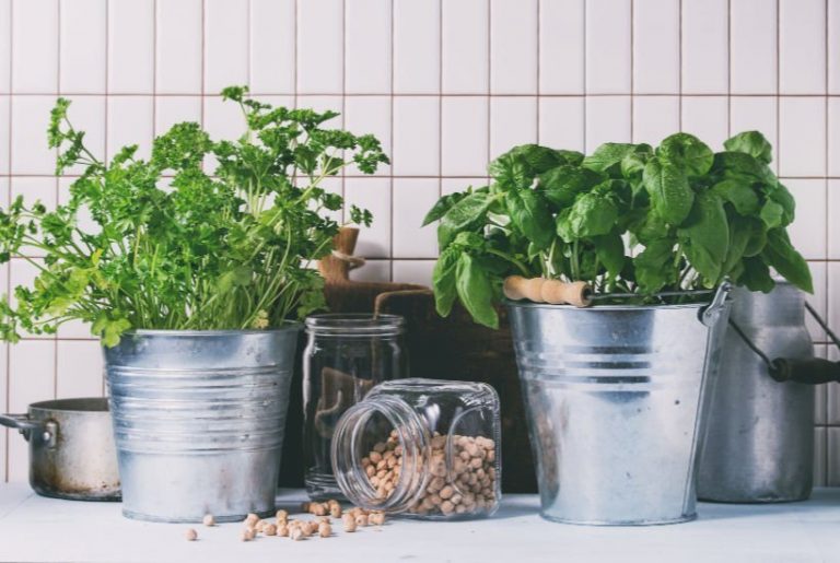 How to start an indoor herb garden (complete guide)