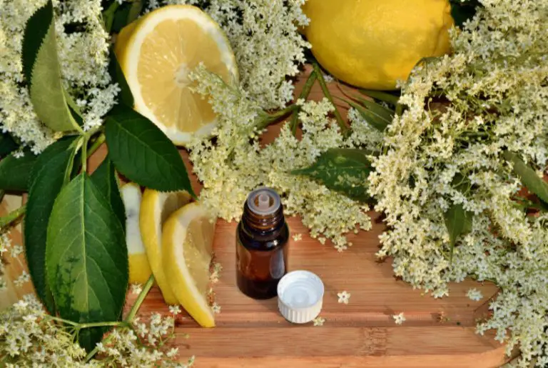 Elderflower Tincture Recipe Homemade Remedy for Cold Practical