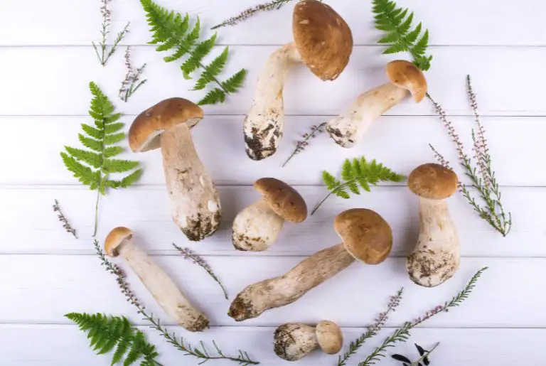 Monthly Foraging Guide (2026) – What’s in season now in the UK