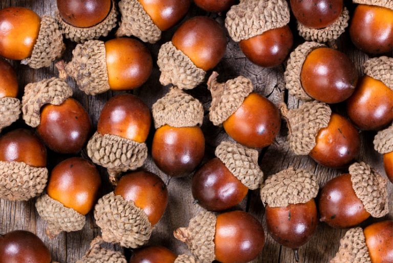 Make Acorns Foraging for acorns - Preparing Acorns & Recipe Ideas – Practical Frugality