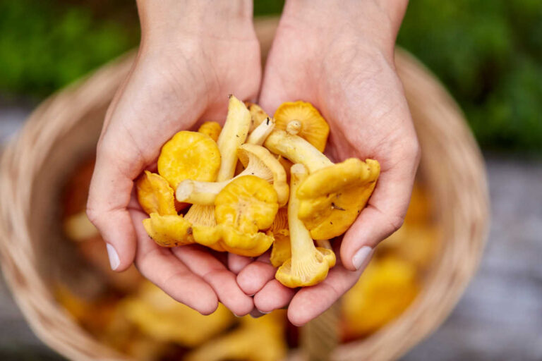 October Foraging Guide: Guide to wild food & Recipes