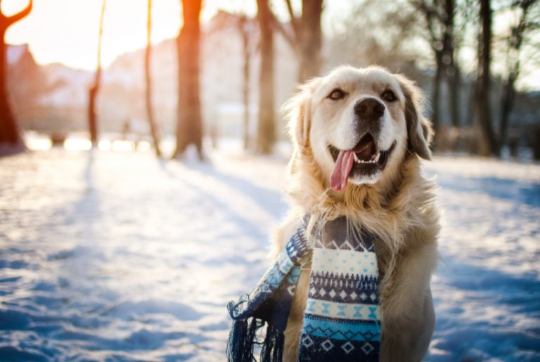 The Hassle That Can Come With Moving With A Pet