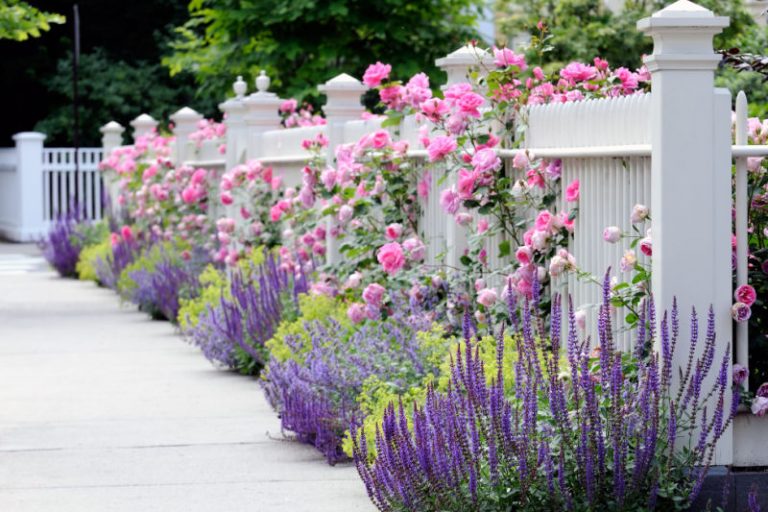 Backyard Haven: How To Create More Privacy In Your Garden