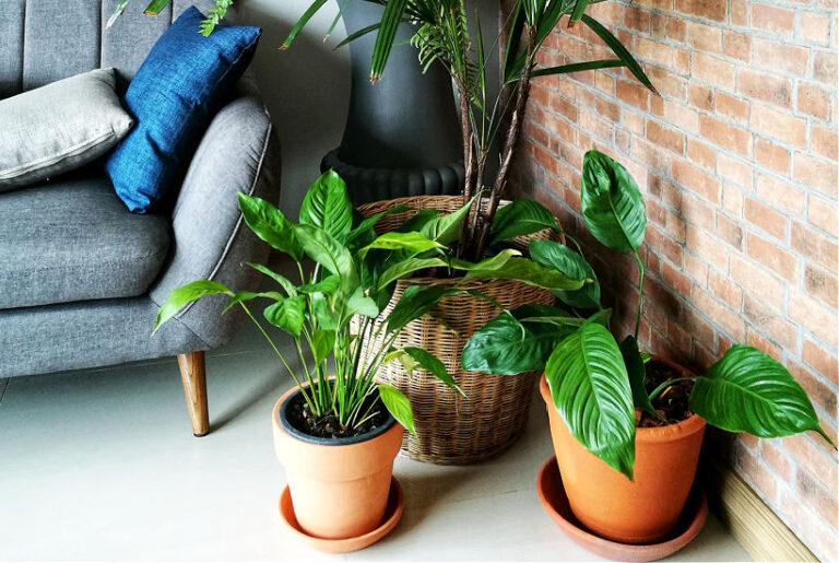 Peace Lily Plant Care: 4 Key Things To Consider
