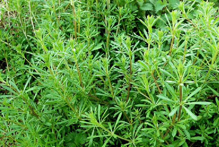 Cleavers (Goosegrass): Foraging Guide & How to use this plant
