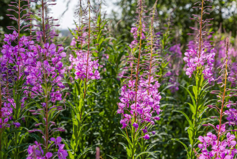 Rosebay Willowherb: Identification, Uses & Recipes