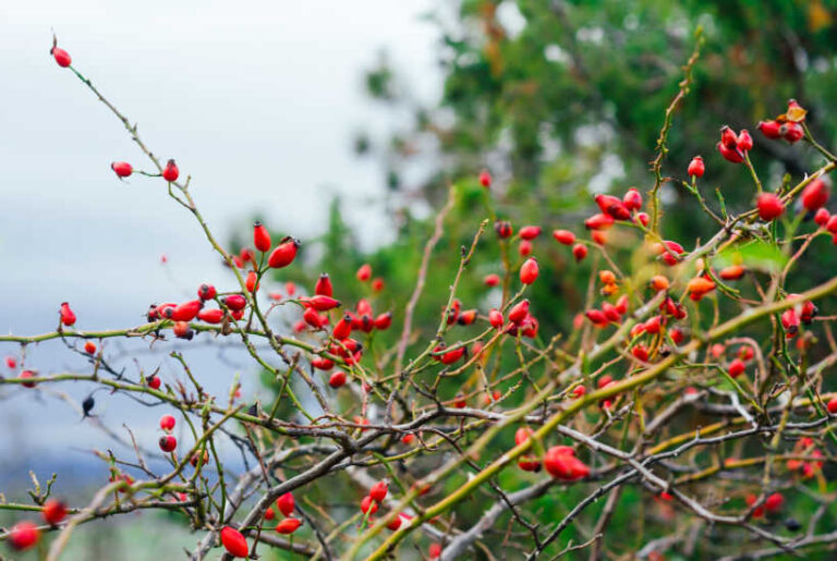 Rosehips: Foraging Guide, Recipes & Nutritional Info