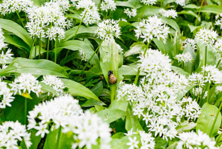 Foraging in February – Guide to wild food & Recipes (UK)
