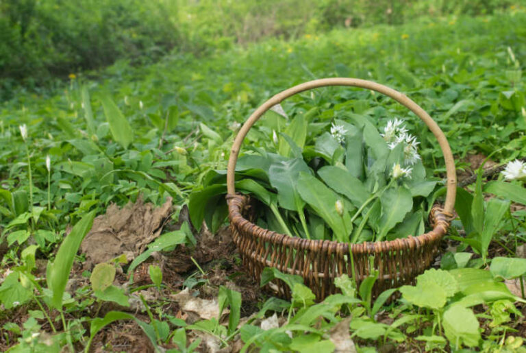 Wild Garlic: Foraging Guide, Recipes & Harvesting Tips – Practical ...