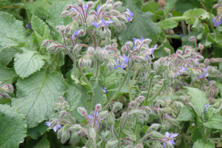 Foraging in April – Guide to wild food & Recipes (UK)