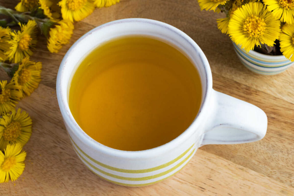 Coltsfoot - Foraging Guide & How to use this plant – Practical Frugality