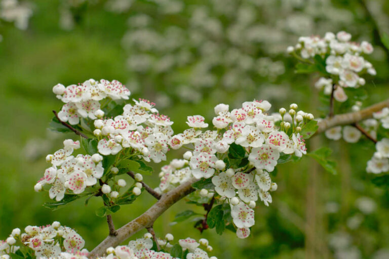 Foraging in May – Guide to wild food & Recipes (UK)