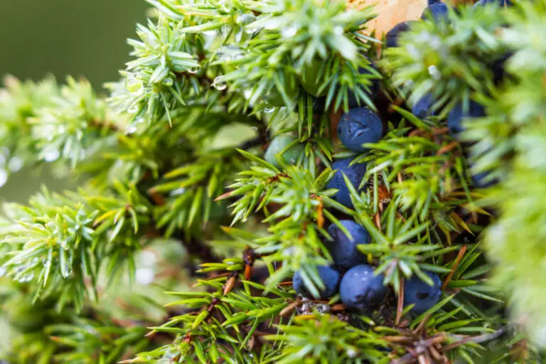 Foraging for Juniper Berries in the UK: A Complete Guide