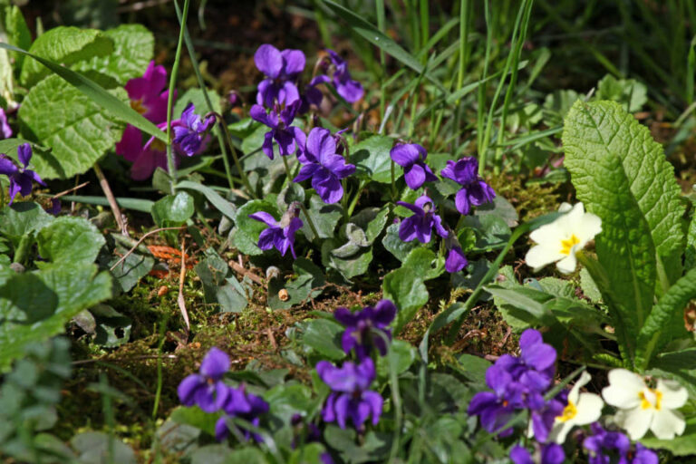 Foraging in March – Guide to wild food & Recipes (UK)