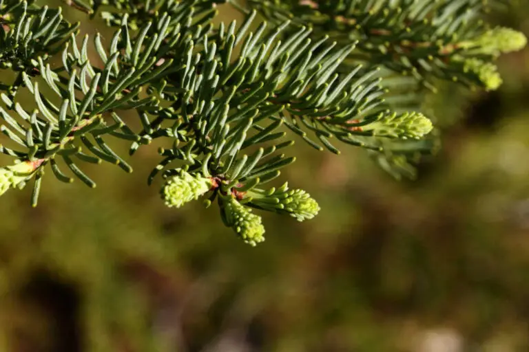 Foraging for Douglas Fir Needles: A Complete Guide + Tea Recipe