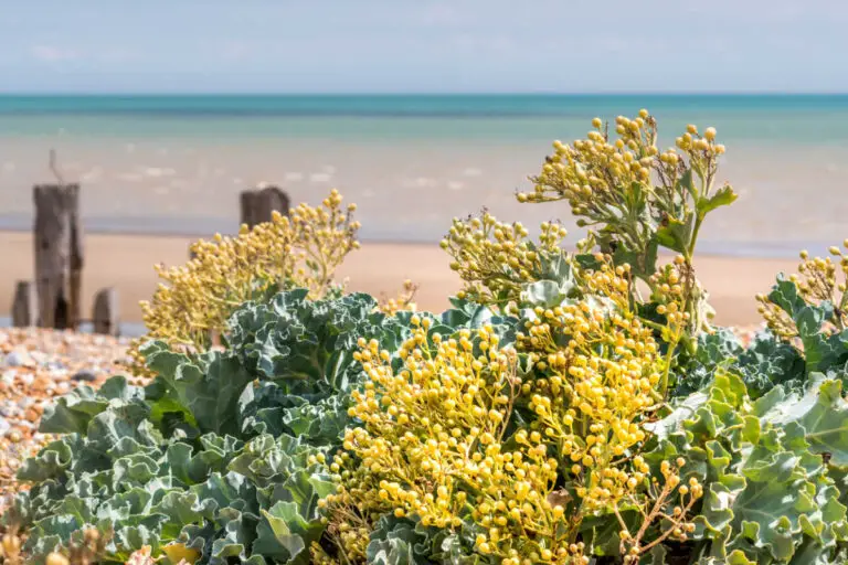 Wild Cabbage: Foraging Guide & Recipes