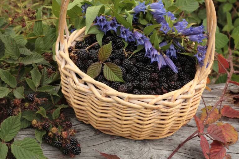 Foraging and the Law in the UK: The Ultimate Guide (2026)