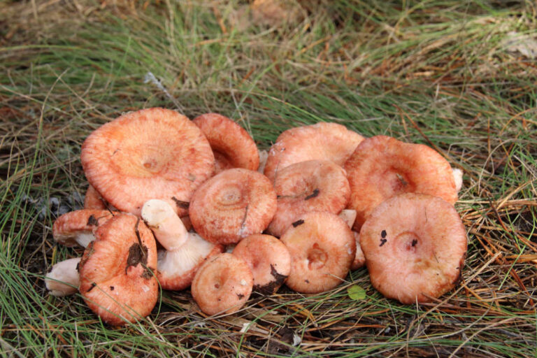 Milkcap Mushrooms: Foraging Guide & Recipes