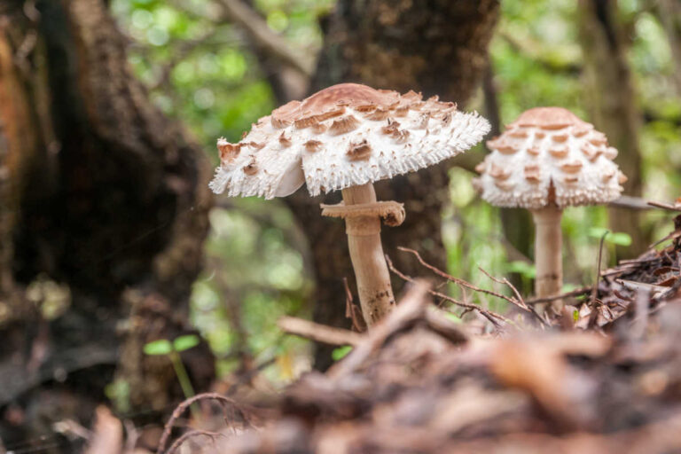 Parasol Mushrooms: Foraging Guide & Recipes