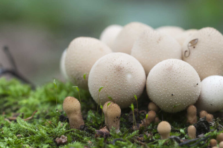 Puffball Mushrooms: Foraging Guide & Recipe Ideas